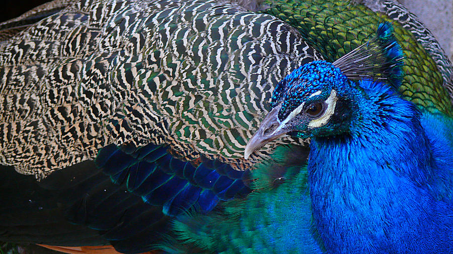 Peacock Photograph - King of Colors by Evelyn Tambour