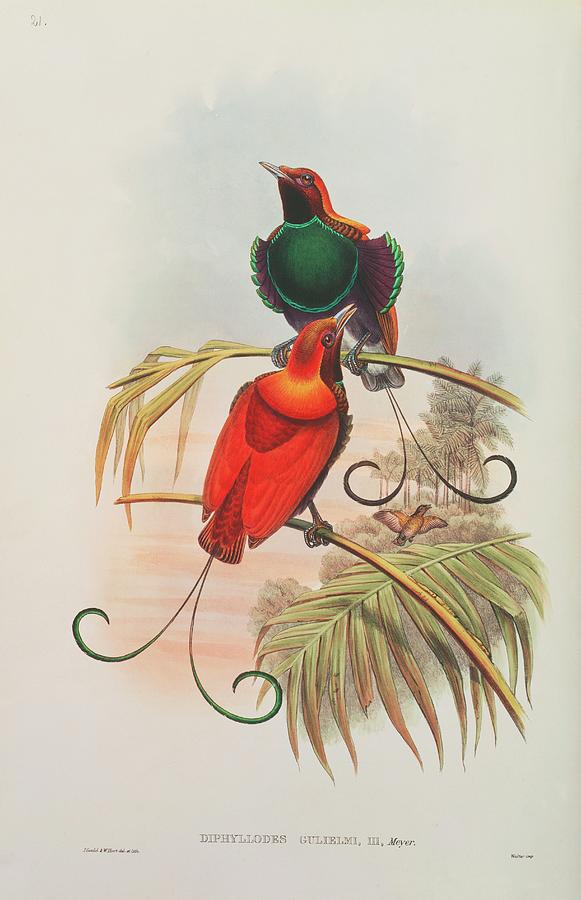 King Of Holland Bird Of Paradise Photograph by Natural History Museum, London/science Photo Library