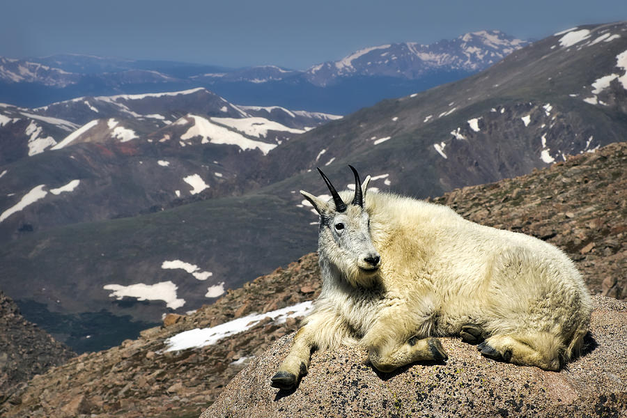King of Mt. Evans Photograph by Priscilla Burgers