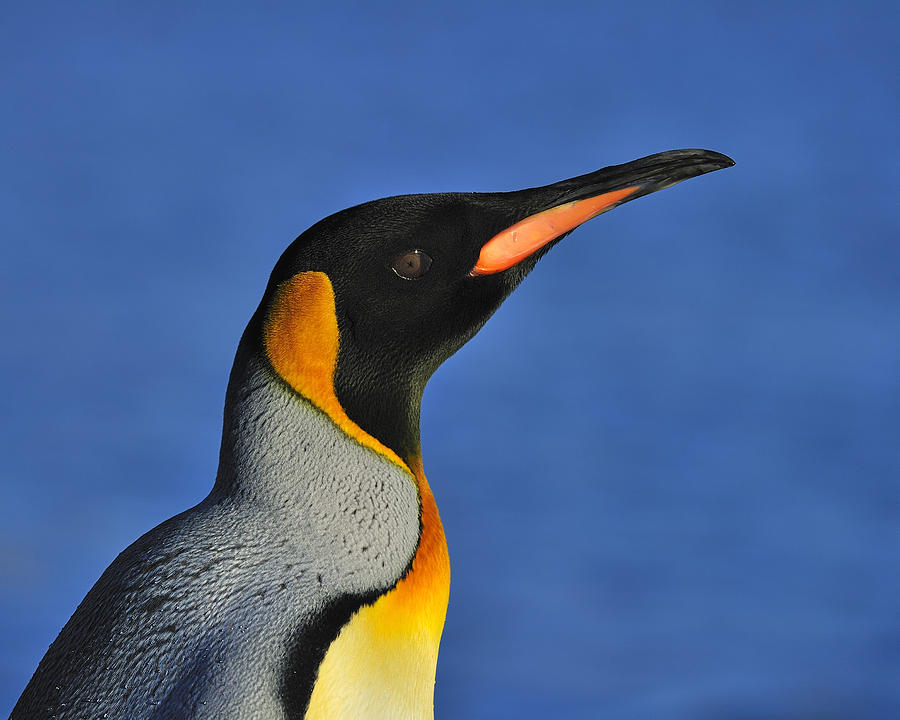 Penguin Photograph - King Of The Beach by Tony Beck