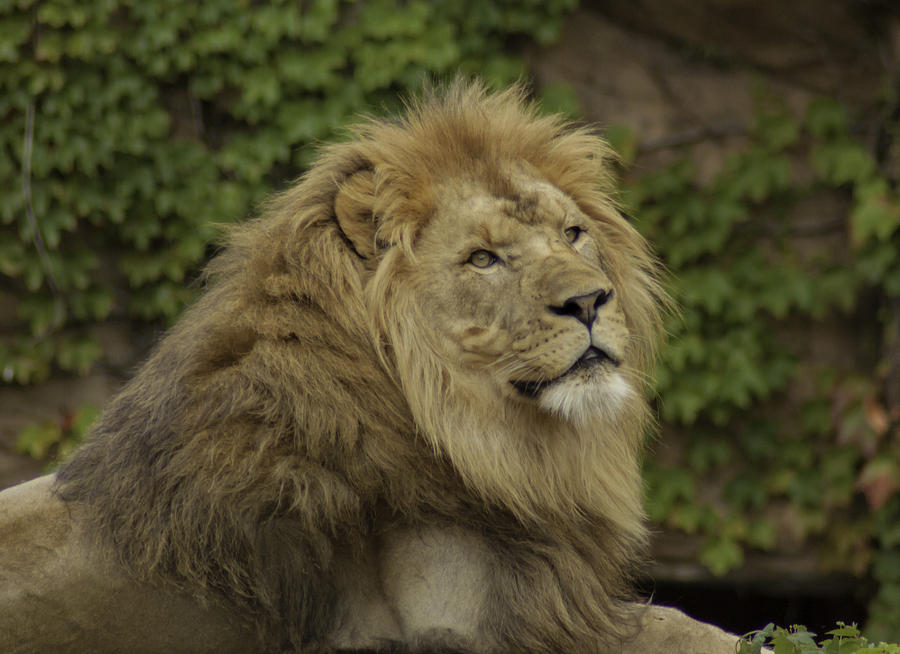 Wildlife Photograph - King of the Beasts by Greg Thiemeyer
