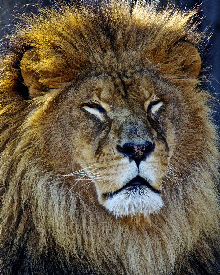 King of the Beasts Photograph by Frozen in Time Fine Art Photography