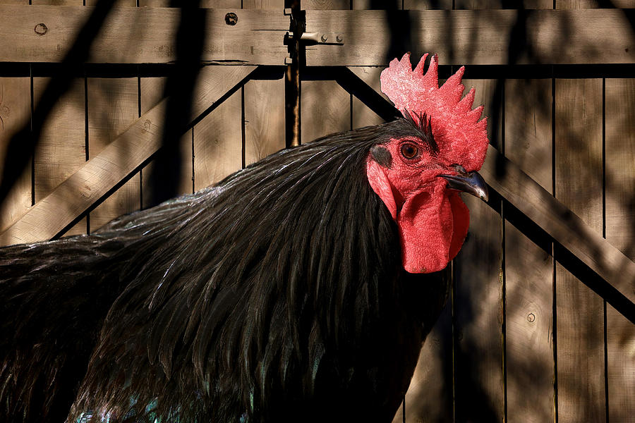 Rooster Photograph - King of the Coop by Donna Kennedy