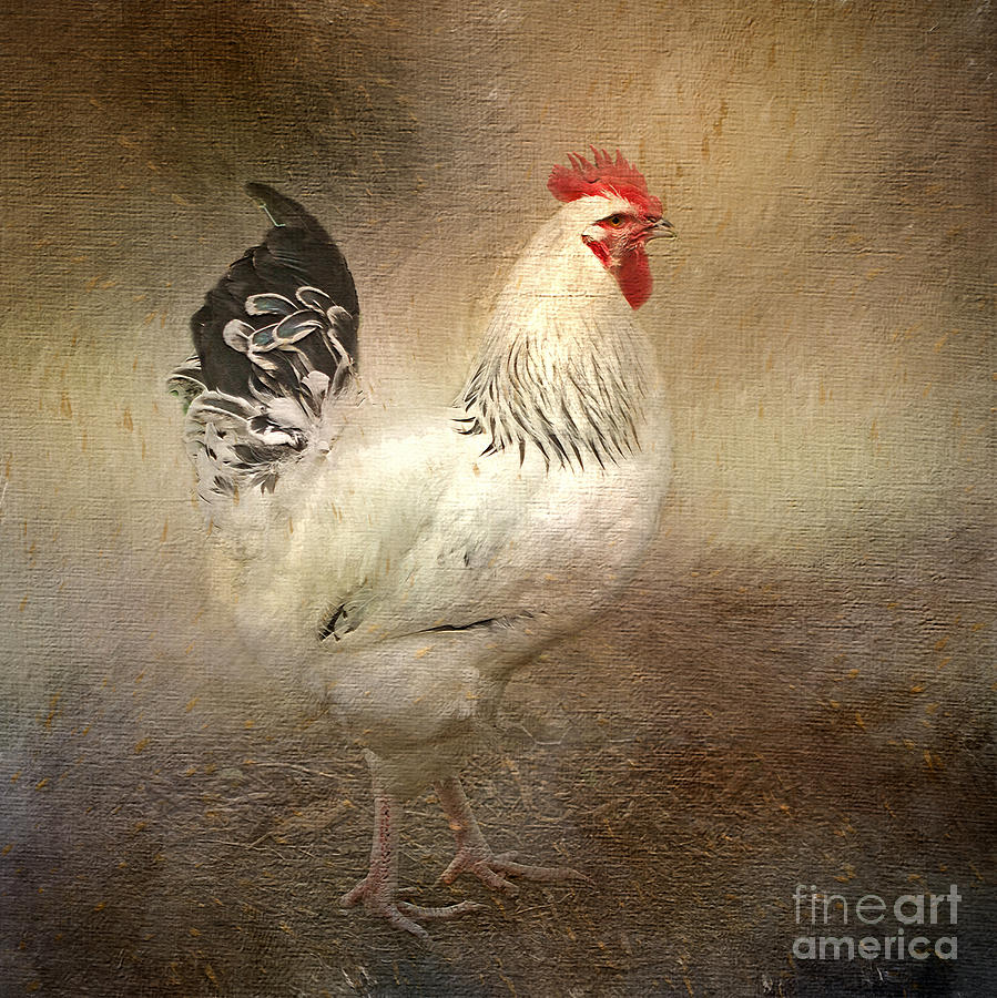 Rooster Digital Art - King of The Coop by Liz  Alderdice