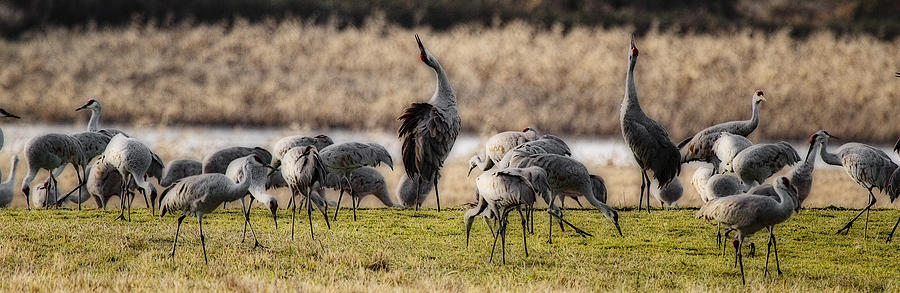 King of the Cranes Photograph by Wes and Dotty Weber