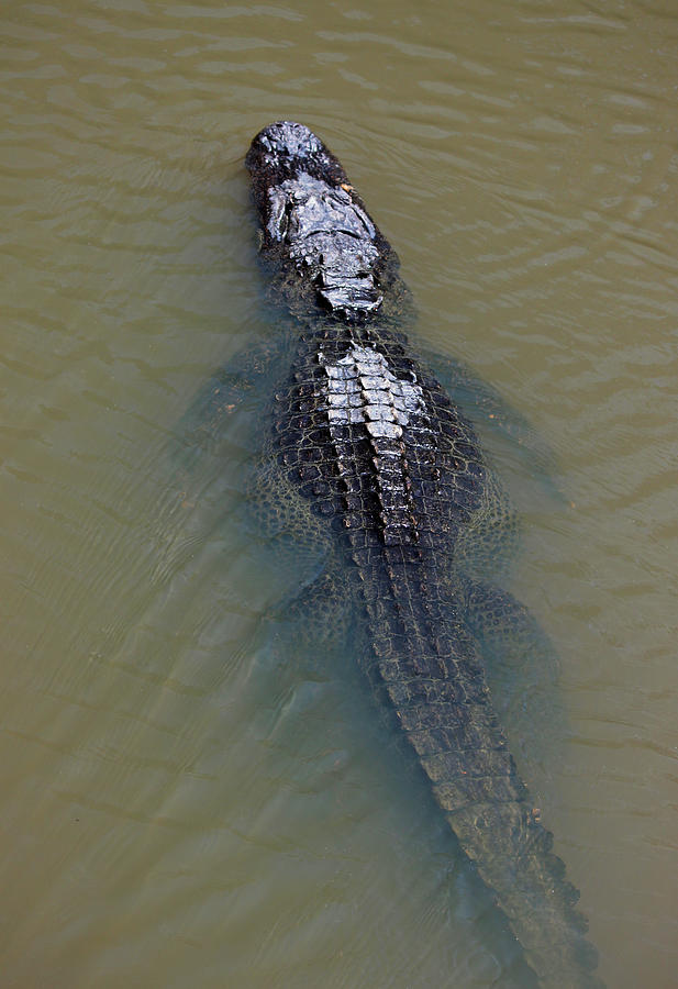 Alligator Photograph - King of the Estuary by Suzanne Gaff