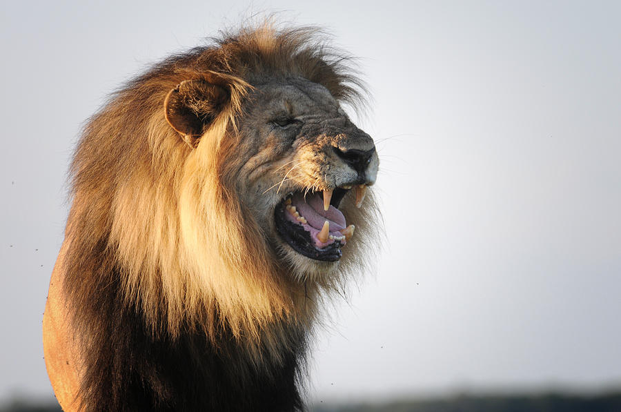 King of the Grass Plains-Africa Photograph by Douglas Barnard