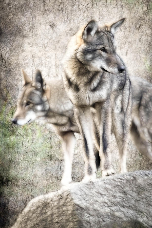 Alpha Male Art Photograph by Athena Mckinzie | Fine Art America