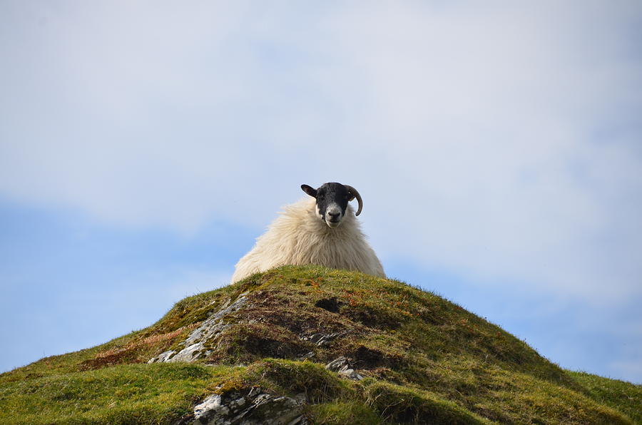 Sheep Photograph - King of the Hill by Bill Cannon
