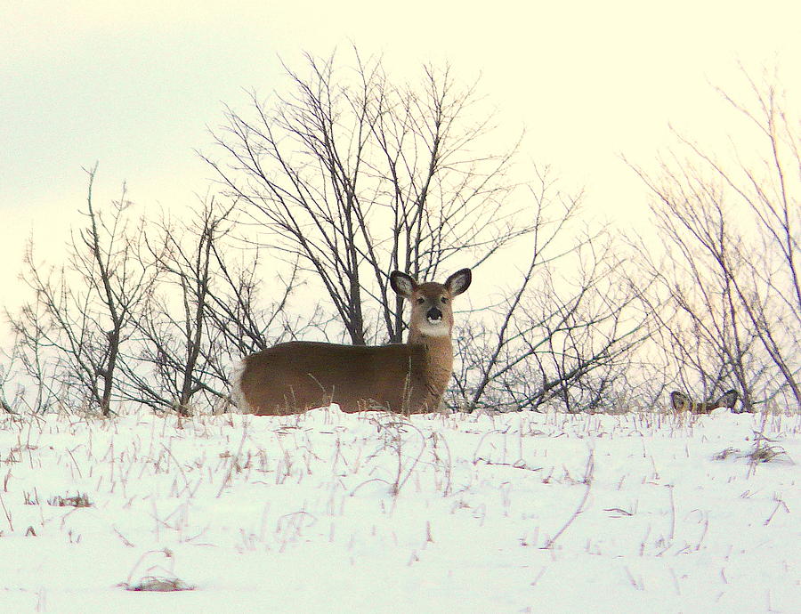 Cool Photograph - King of the Hill by Elizabeth Holland