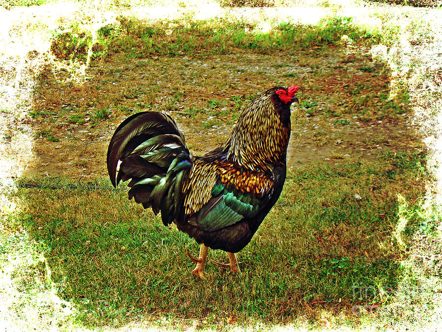 King Of The Hill - Winery Rooster Photograph by Carol Senske