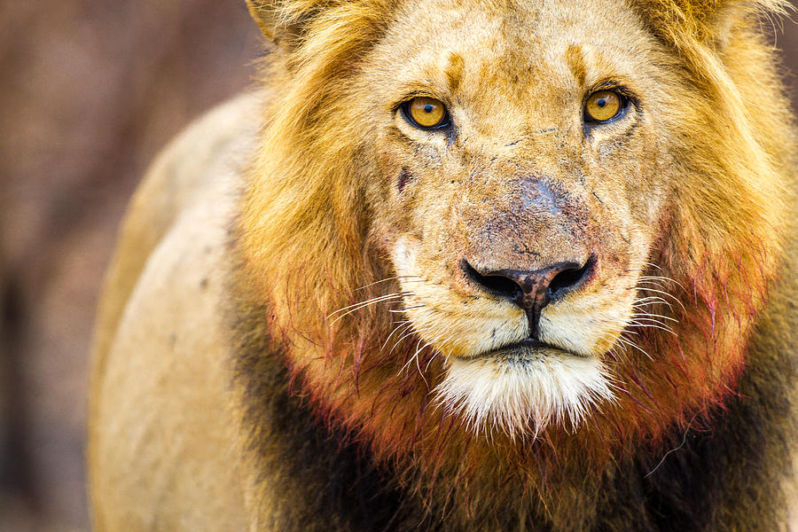 King of the Jungle Photograph by Dave Whited - Fine Art America