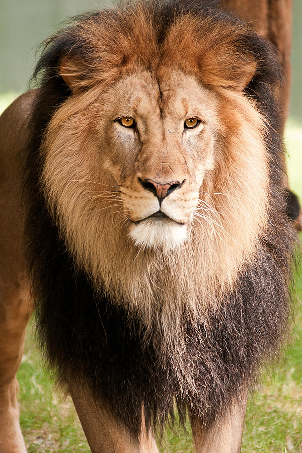 King of the Jungle Photograph by Don Johnson
