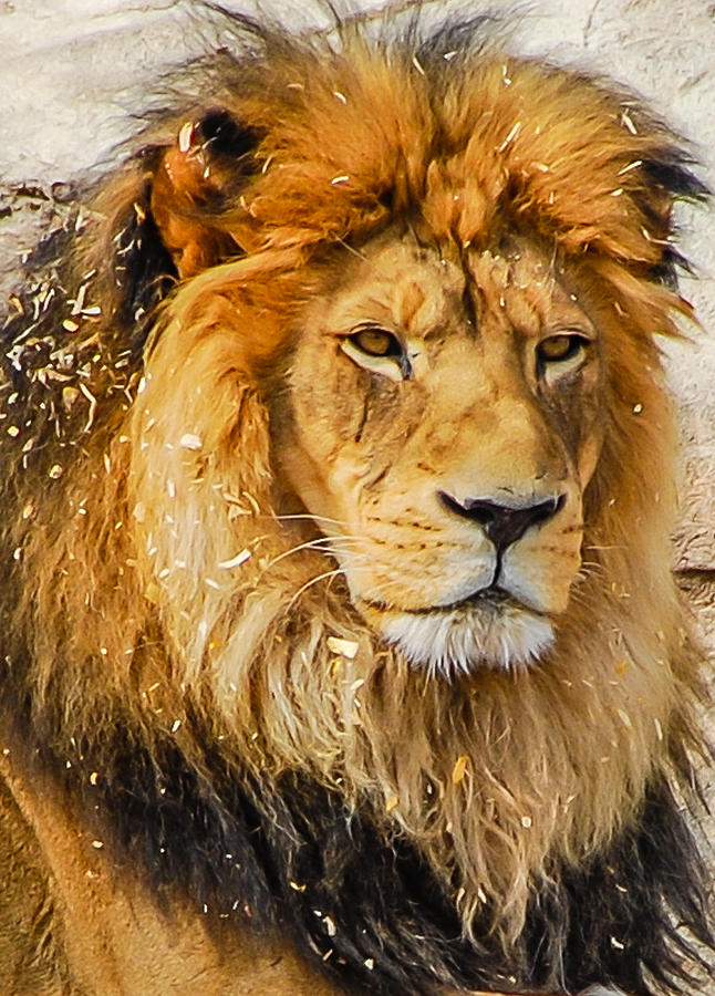 King of the Jungle Photograph by Harry Strharsky