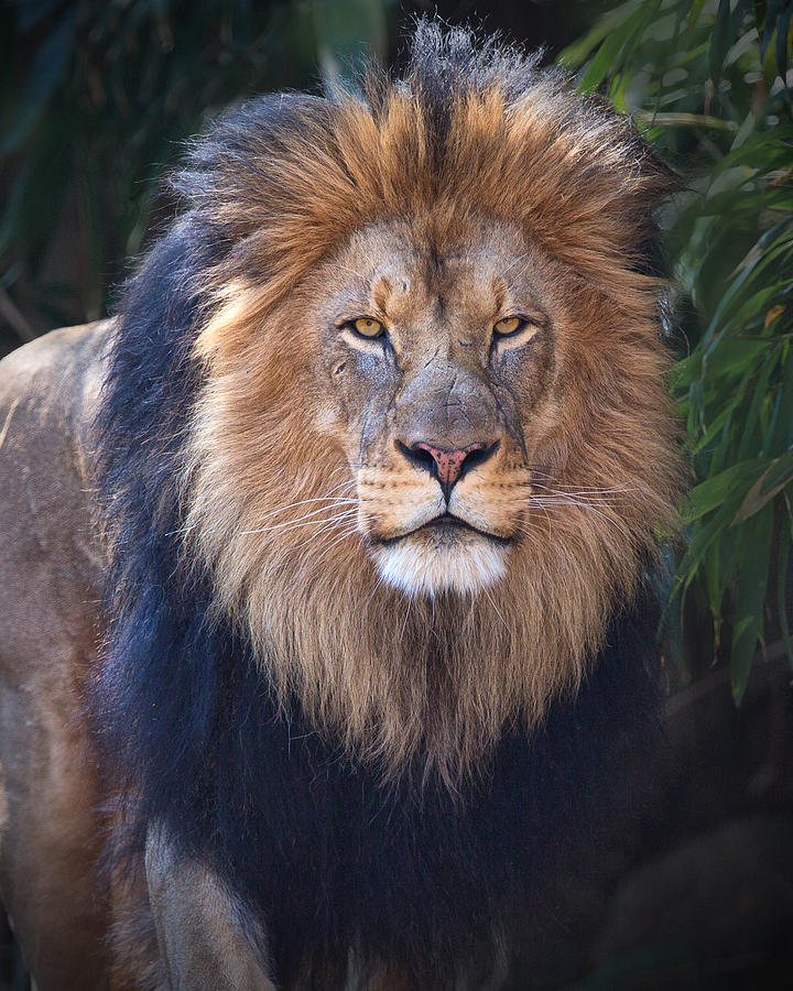 King of the Jungle Photograph by Jack Nevitt