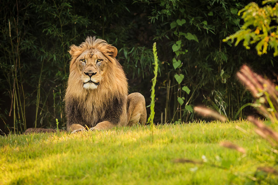 King of the Jungle Photograph by Keith Allen