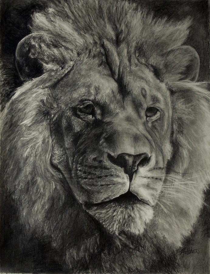 Wildlife Drawing - King of the Jungle by Matt Lenko