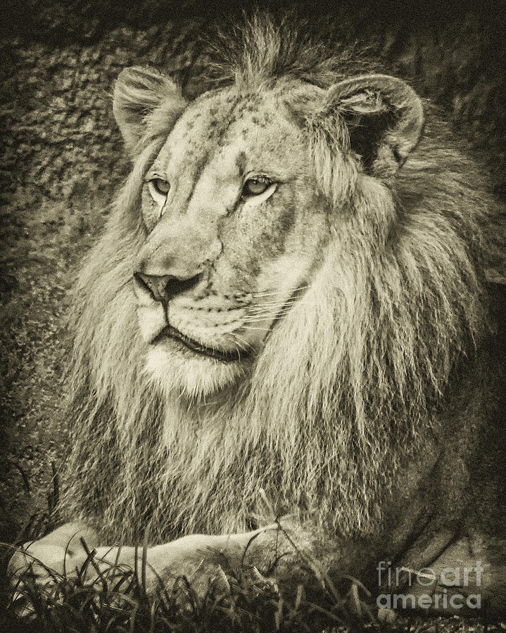 Black And White Photograph - King of the Jungle by Scott Mullin