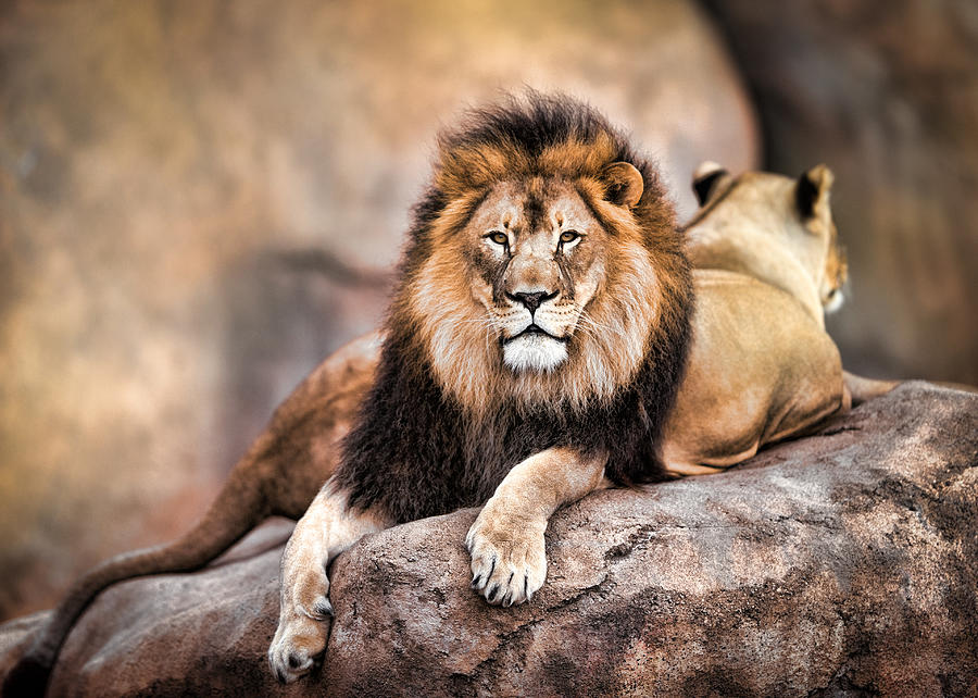 King of the Jungle Photograph by Todd Ryburn Photography