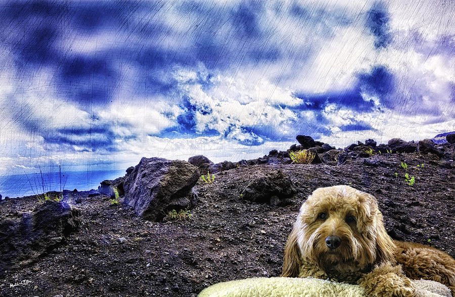 Dog Photograph - King of the Mountain by Madeline Ellis