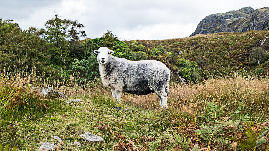 Sheep Photograph - King Of The Mountain by Steven Garratt