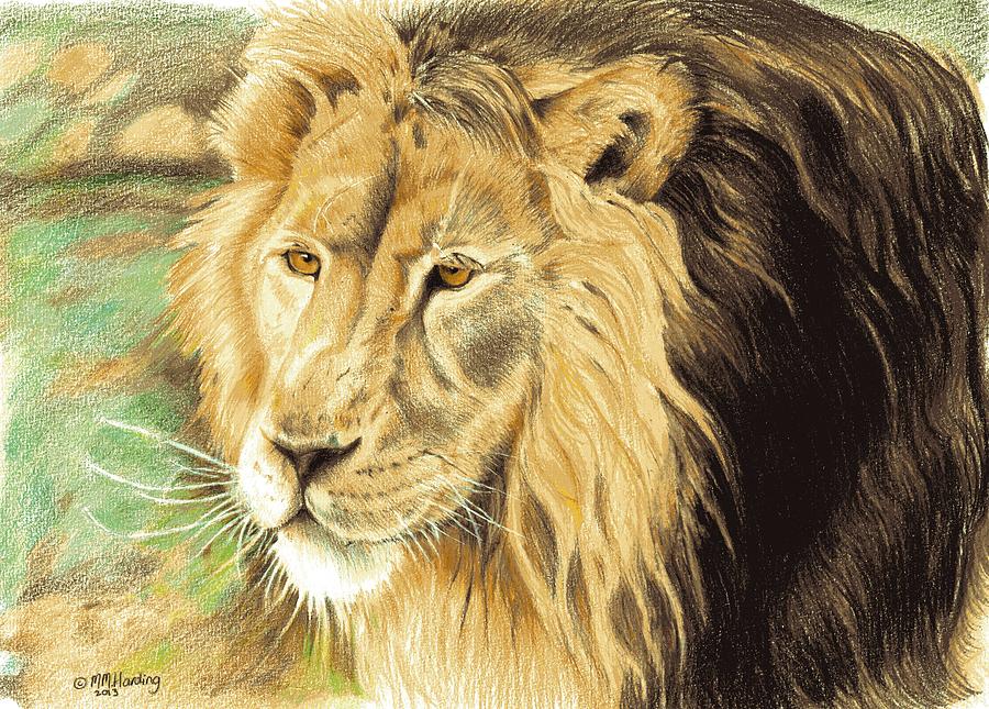 King of the Pride Drawing by Mary-Anne Harding - Fine Art America