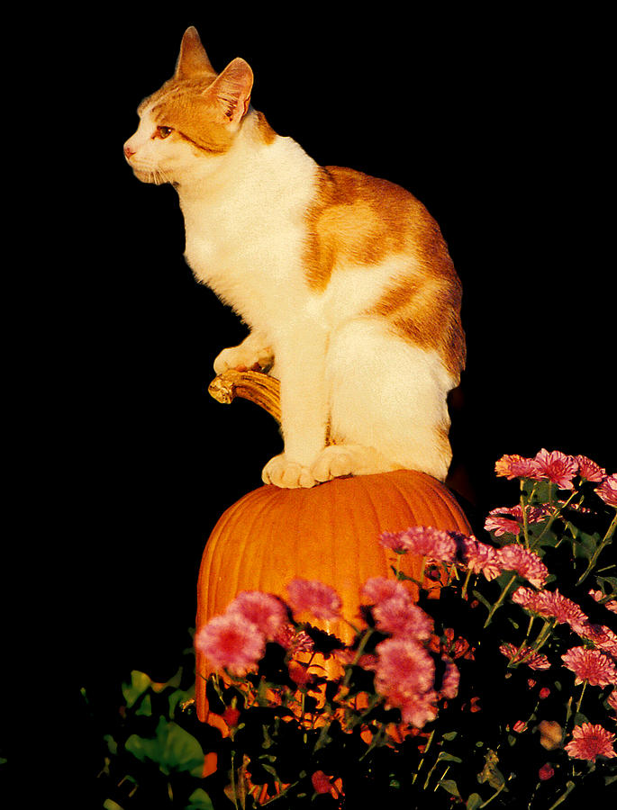 King of the Pumpkin Photograph by Peggy Urban