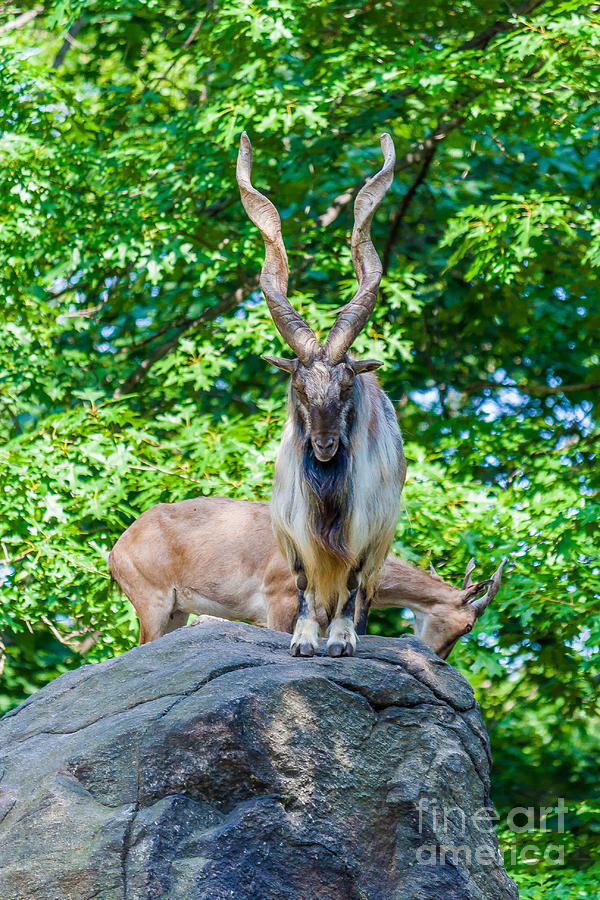 King of the Rock Photograph by Nicholas Santasier Pixels