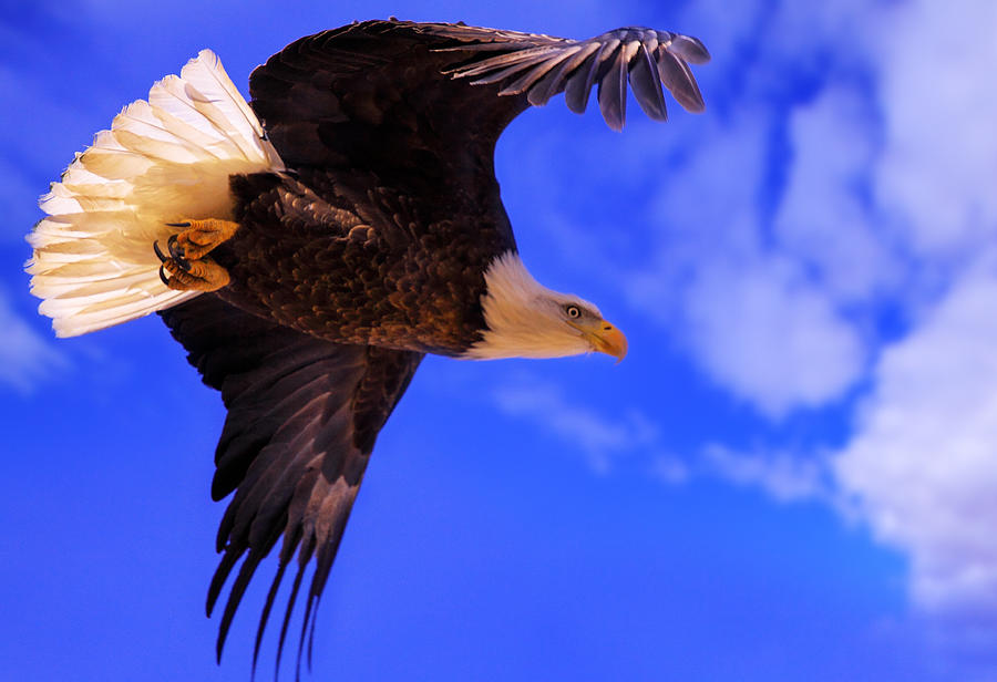 Eagle Photograph - King Of The Sky by Kadek Susanto