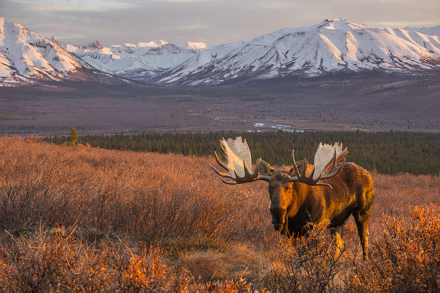 King of the Valley Photograph by Tim Grams - Fine Art America