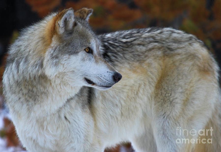 Alpha Wolf Photograph - King Of The West by Adam Jewell