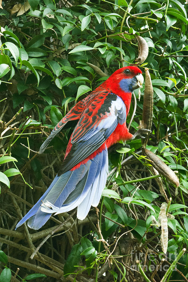 King Parrot Australia by Peter Kneen King Parrot Australia by Peter Kneen
