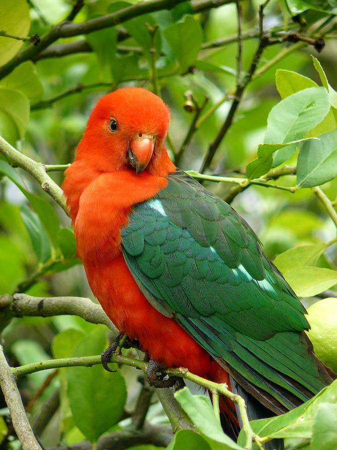 King Parrot Male Photograph by Margaret Stockdale