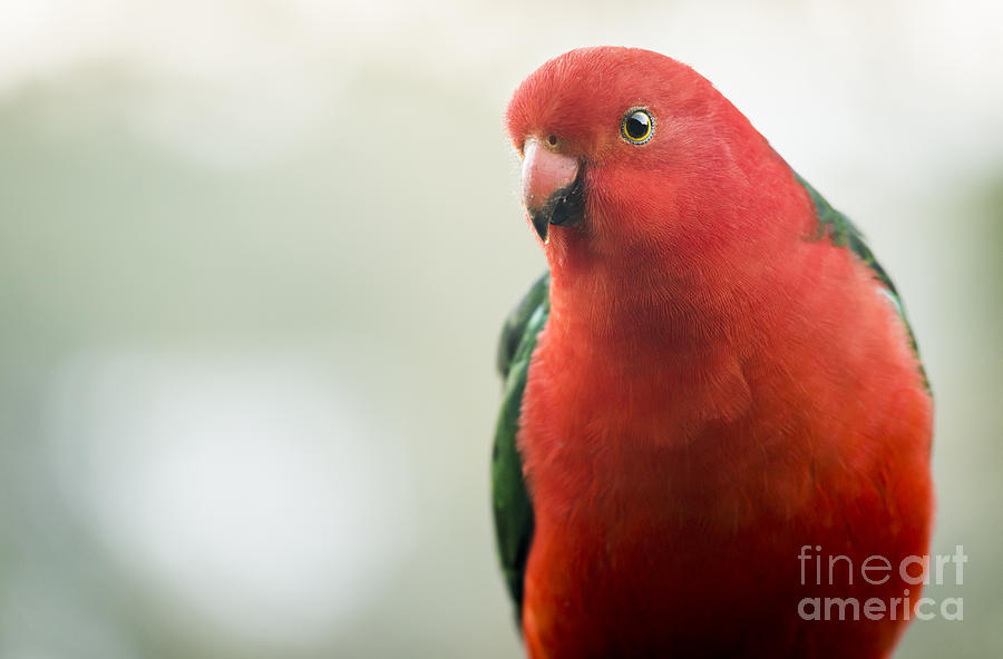 King Parrot Photograph