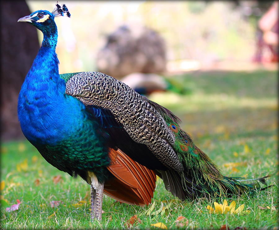 King Peacock Photograph by Garrett Nyland - Pixels