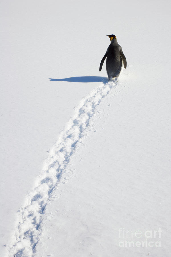 King Penguin And Tracks S Georgia Island Photograph by Yva Momatiuk and John Eastcott
