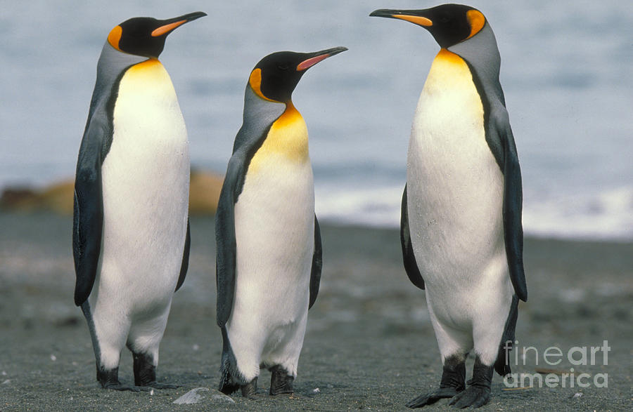 King Penguin Photograph by Art Wolfe