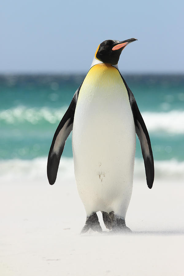 King Penguin at Volunteer Point, Falkland Islands Photograph by Martin Priestley