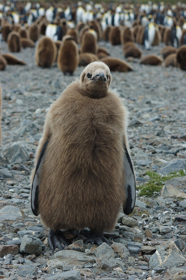 King Penguin Chick Photograph by Amanda Stadther