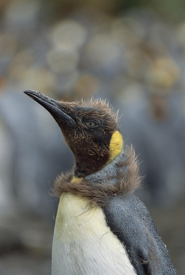King Penguin Chick Molting Macquarie Isl Photograph by Konrad Wothe