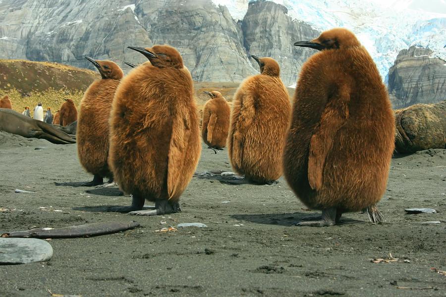 King Penguin Chicks Photograph by Amanda Stadther