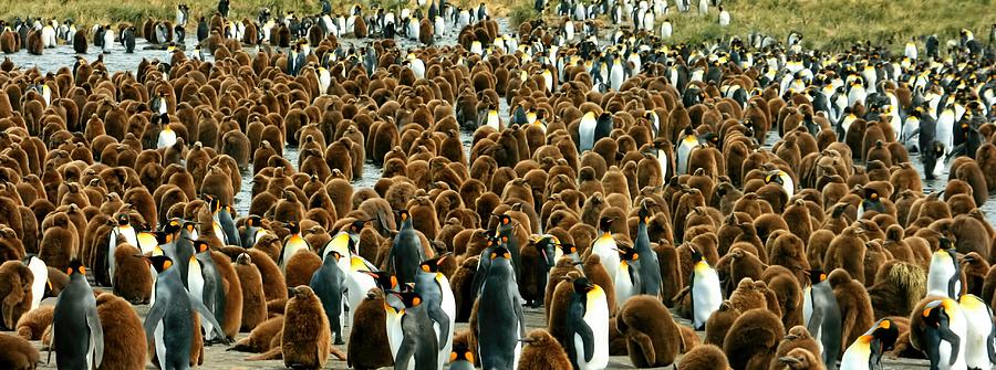 King Penguin Colony Photograph by Amanda Stadther