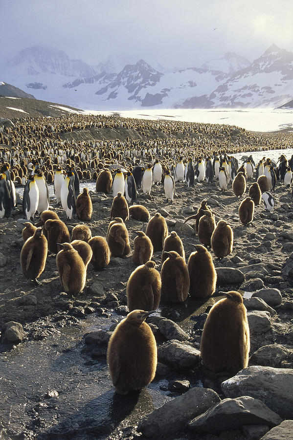 King Penguin Colony And Glacial Stream Photograph by Tui De Roy