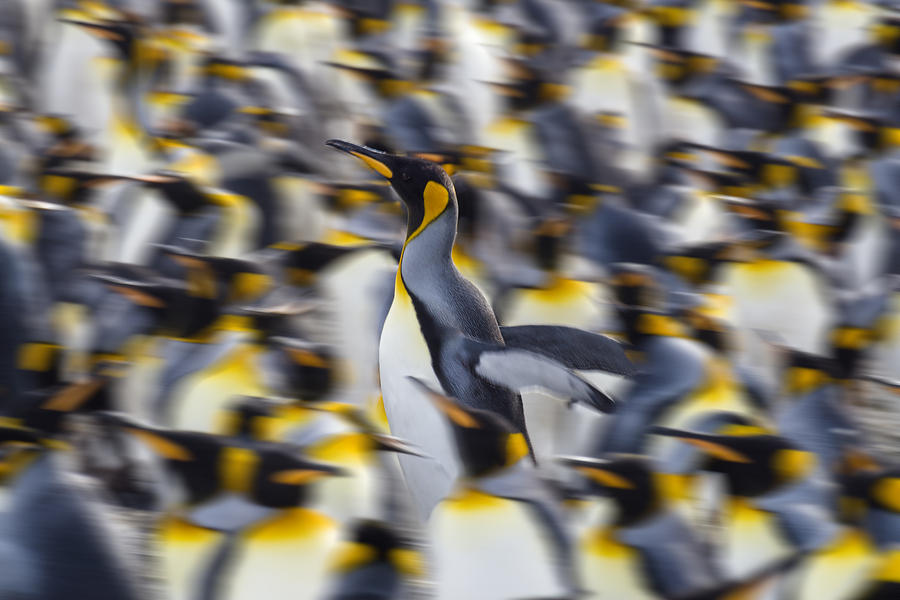 King Penguin Colony Gold Harbor South Photograph by Konrad Wothe