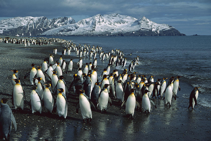 King Penguin Colony South Georgia Isl Photograph by Colin Monteath