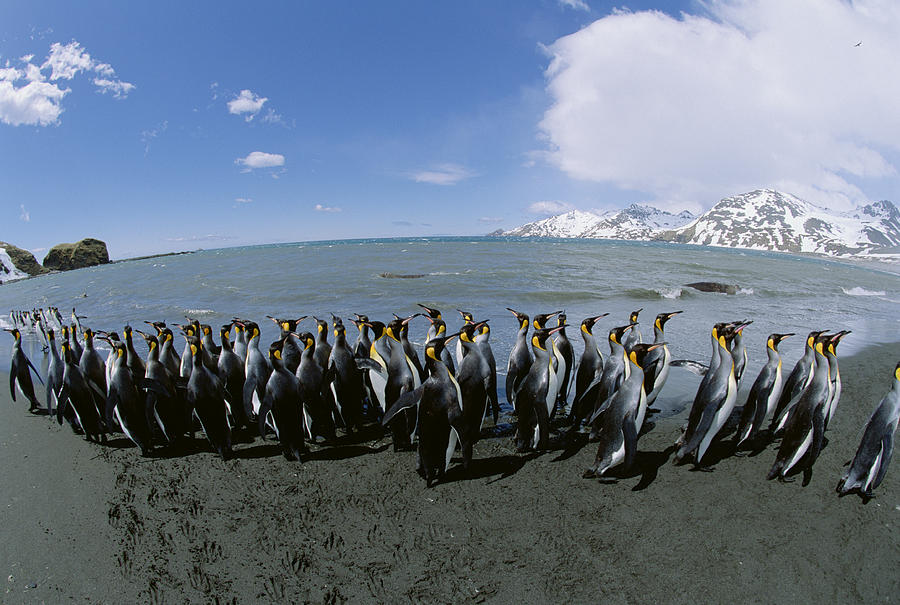 King Penguin Colony South Georgia Island Photograph by Konrad Wothe