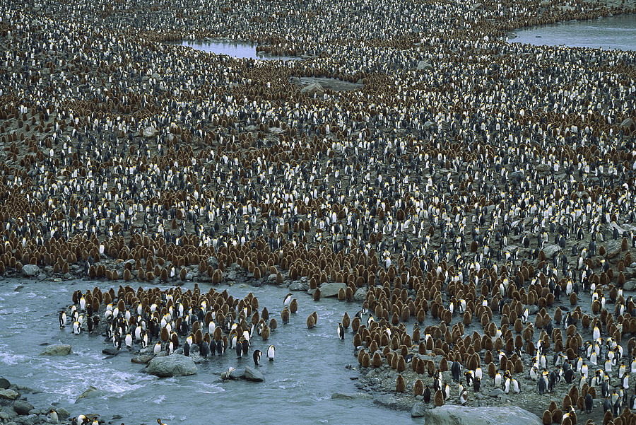 King Penguin Colony St Andrews Bay Photograph by Colin Monteath