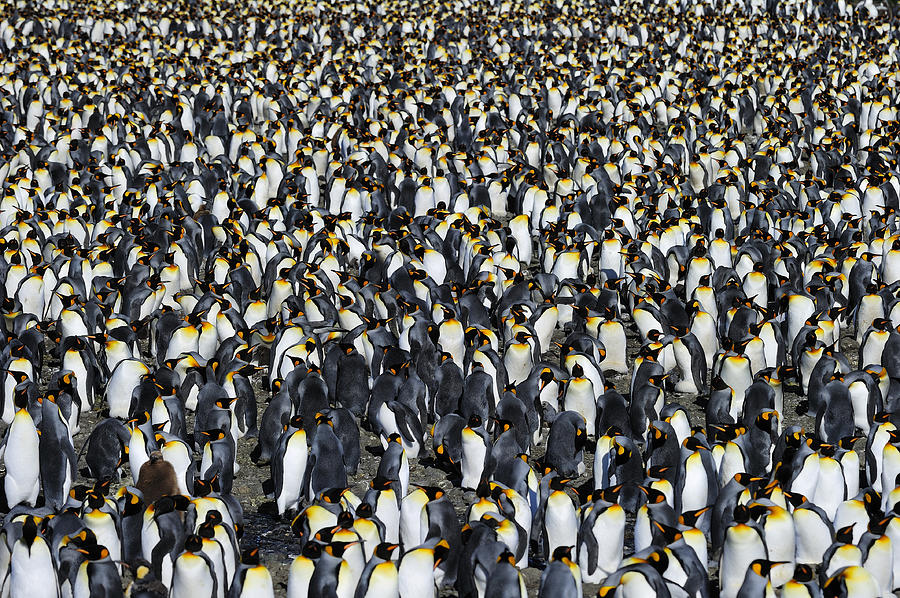 Penguin Photograph - King Penguin Colony by Tony Beck