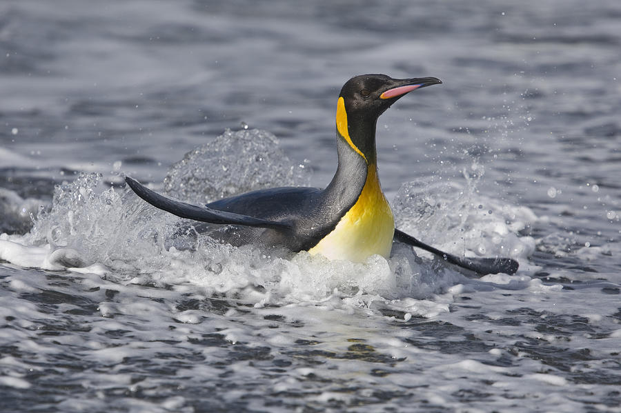 King Penguin Coming Ashore St Andrews Photograph by Dickie Duckett