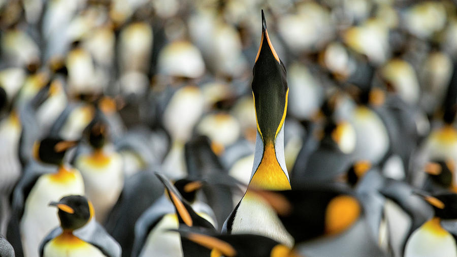 Penguin Photograph - King Penguin Displaying by Joan Gil Raga